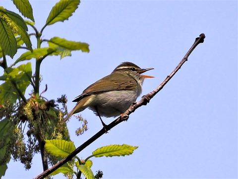 0419ｾﾝﾀﾞｲﾑｼｸｲ①