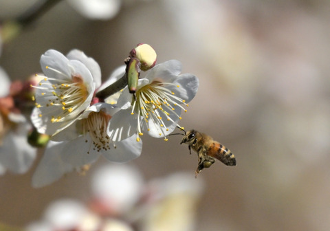 260305ｾｲﾖｳﾐﾂﾊﾞﾁ