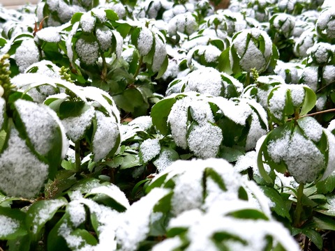 240125フッキソウに雪①