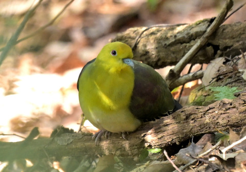260129ｱｵﾊﾞﾄ③