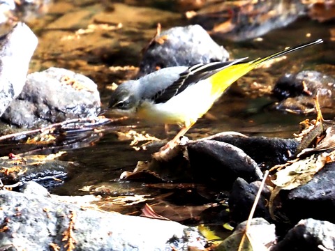 1226ｷｾｷﾚｲ②