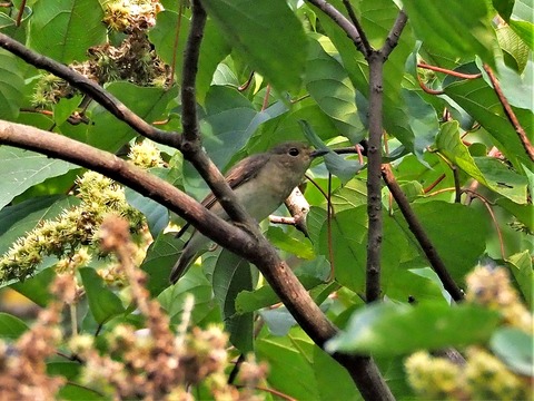 0826ｷﾋﾞﾀｷ♀①