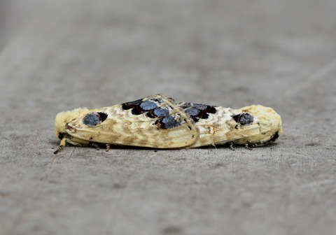 0809ﾓﾝｸﾛｼｬﾁﾎｺ②