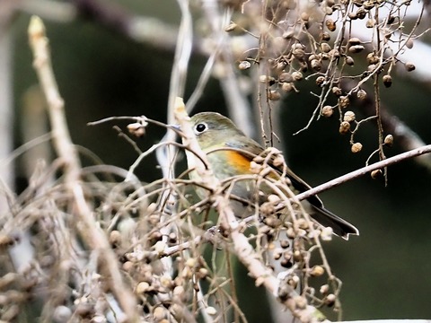 240126ルリビタキ♀①