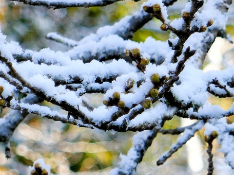 240321ｻｸﾗに雪②