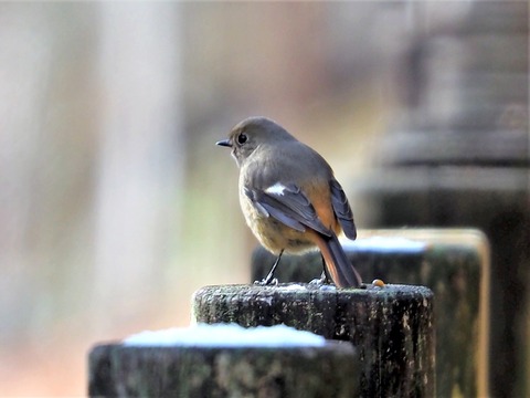 0121ジョウビタキ♀①