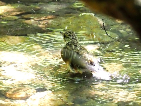 0707キビタキ幼鳥⑤