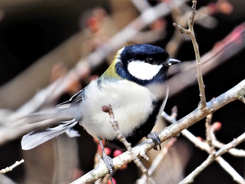 220203ｼｼﾞｭｳｶﾗ①