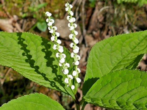 0428ﾌﾀﾘｼｽﾞｶ③