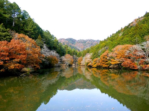 1206通宝寺池①