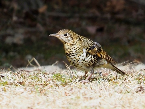 230214トラツグミ③