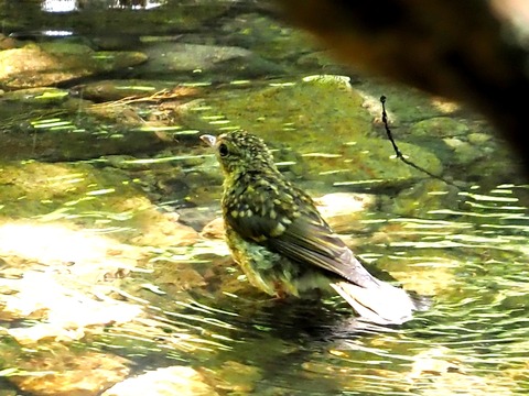 0707キビタキ幼鳥③