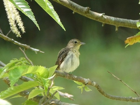0622ｷﾋﾞﾀｷ♀③