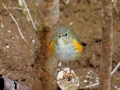 240216ﾙﾘﾋﾞﾀｷ♀②