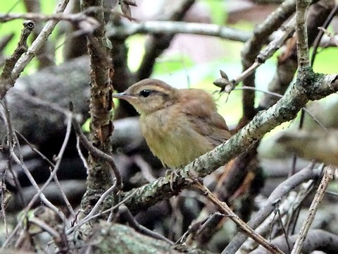 0623ヤブサメ幼鳥⑦