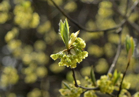 260326ｸﾛﾓｼﾞ③