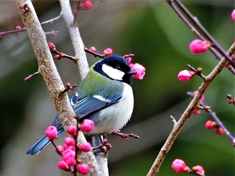 200227ｼｼﾞｭｳｶﾗ③