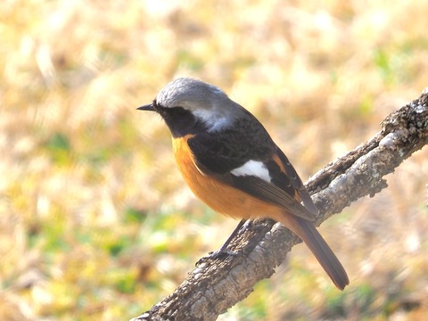 240314ｼﾞｮｳﾋﾞﾀｷ③