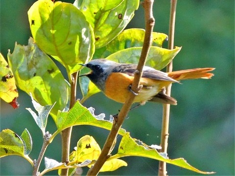 1104ジョウヒタキ♂⑦