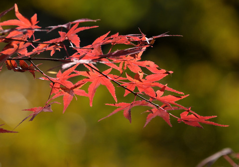 1120ｲﾛﾊﾓﾐｼﾞ①