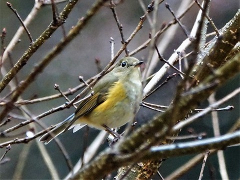 0123ルリビタキ♀①