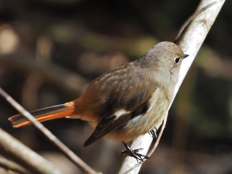 0127ジョウビタ♀⑤
