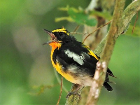 0724キビタキ幼鳥④