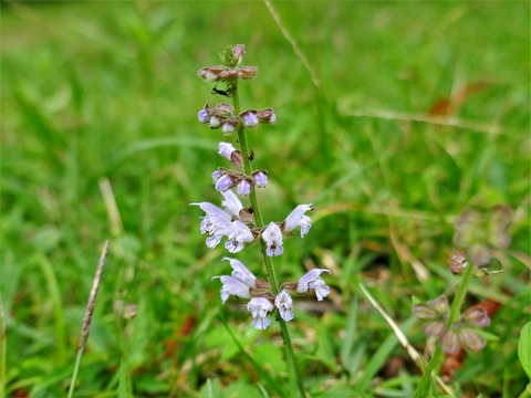 0709ｱｷﾉﾀﾑﾗｿｳ①
