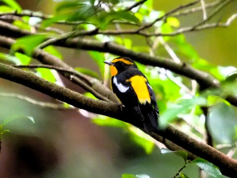 0901ｷﾋﾞﾀｷ①