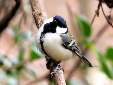 1221ｼｼﾞｭｳｶﾗ⑤