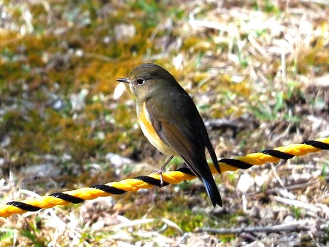 230223ルリビタキ♀①