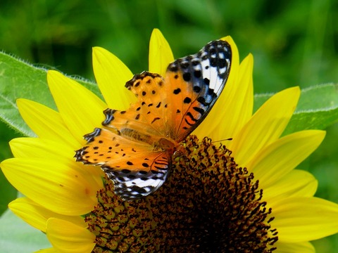 0912ﾂﾏｸﾞﾛﾋｮｳﾓﾝとﾋﾏﾜﾘ②