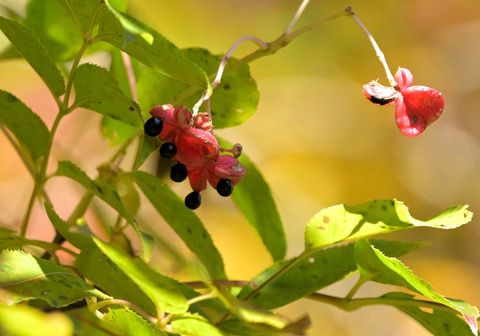 1120ｺﾞﾝｽﾞｲ①