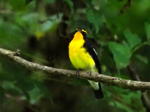 0823ｷﾋﾞﾀｷ②