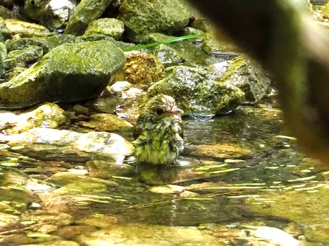 0707キビタキ幼鳥⑧