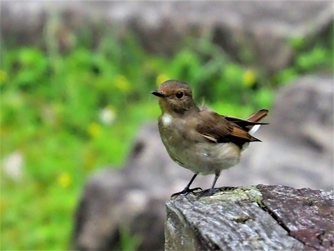 0616オオルリ幼鳥♀③