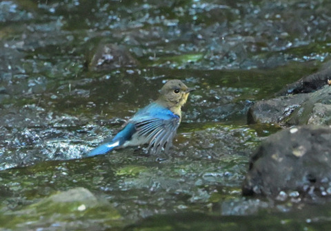 35ｵｵﾙﾘ若鳥