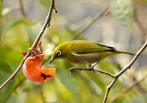 260131ﾒｼﾞﾛ②