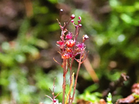 0901ﾎﾝｺﾞｳｿｳ①