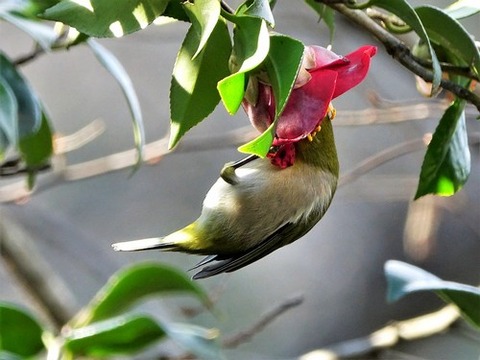 200218ﾒｼﾞﾛ②