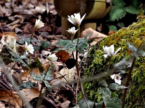 200220ﾕｷﾜﾘｲﾁｹﾞ①