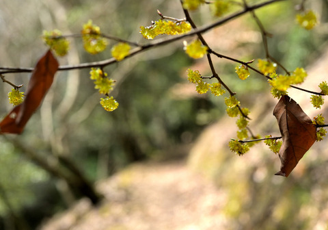 260319ｱﾌﾞﾗﾁｬﾝ③