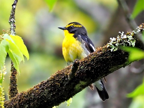 0426ｷﾋﾞﾀｷ⑥