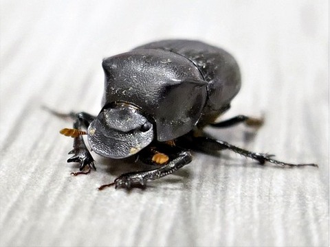 0730ゴホンダイコクコガネ♀②