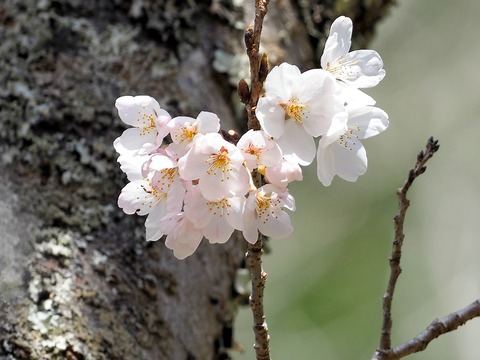 230328染井吉野⑥