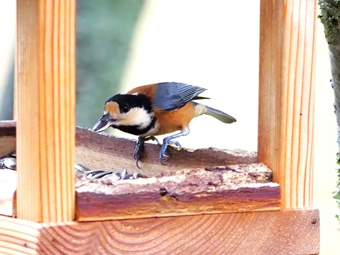 1215ﾔﾏｶﾞﾗ④