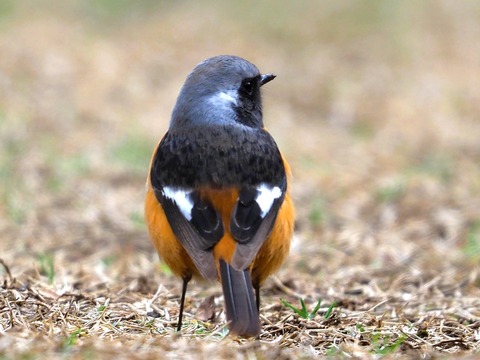 230214ジョウビタキ♂⑩