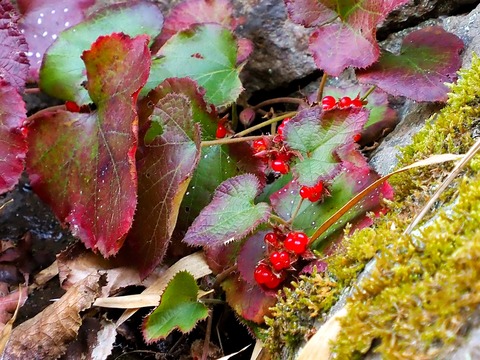 1223ﾌﾕｲﾁｺﾞ①