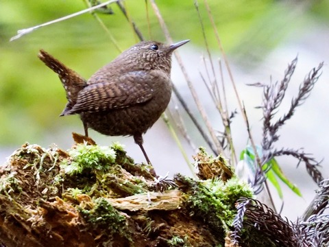 230204ﾐｿｻｻﾞｲ⑦