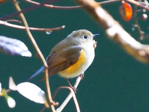 240206ﾙﾘﾋﾞﾀｷ♀②